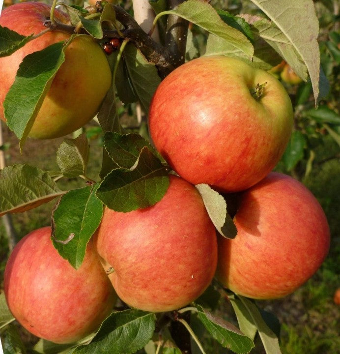 UK Fruit Tree Rootstock Guide: What Do Those Codes Actually Mean?