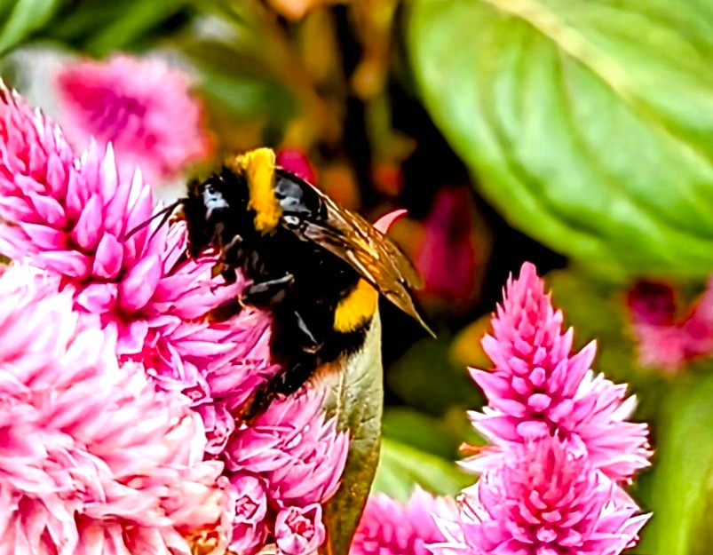A native Buff-Tailed Bumblebee foraging on pink flowers in a British garden
