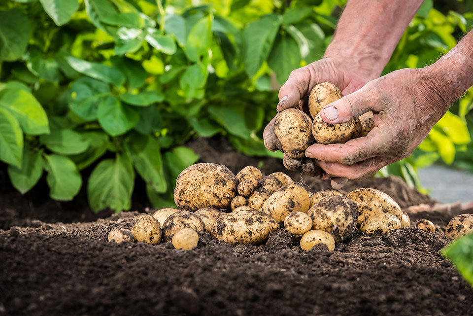 Choosing the Right Potato – Which Variety is Best for Your Plate?
