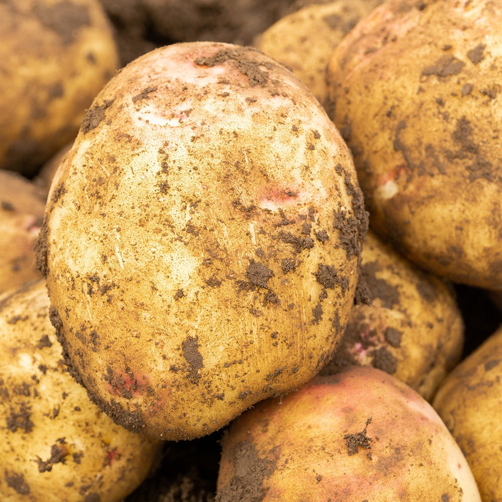 Cara Seed Potatoes