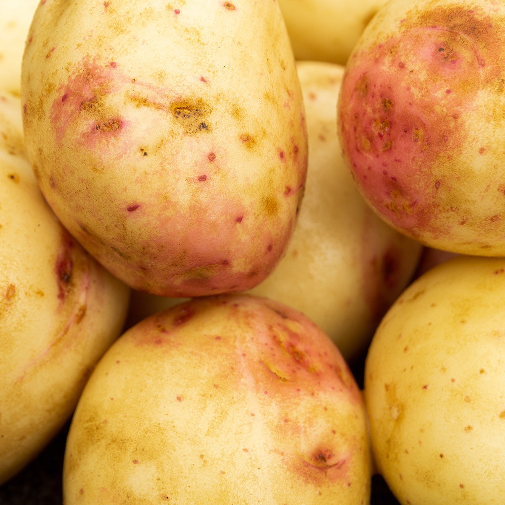 Cara Seed Potatoes