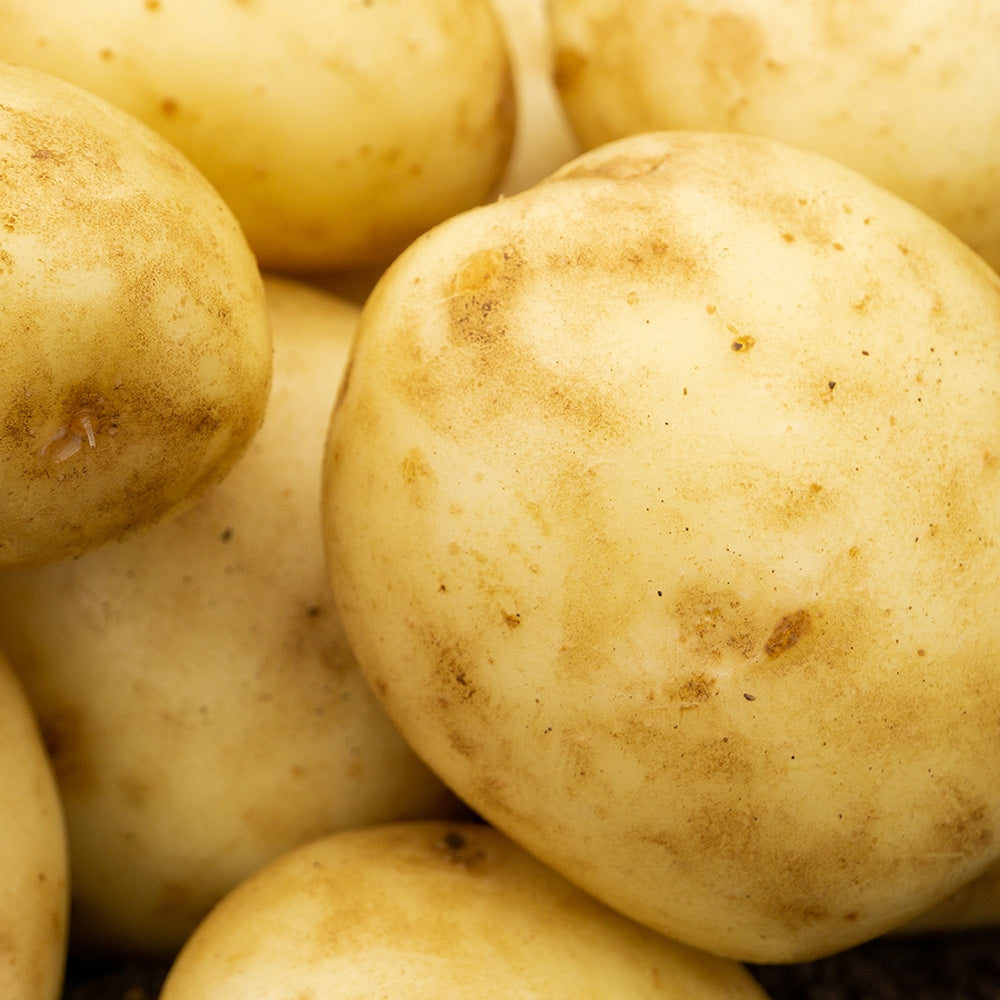 Casablanca Seed Potatoes