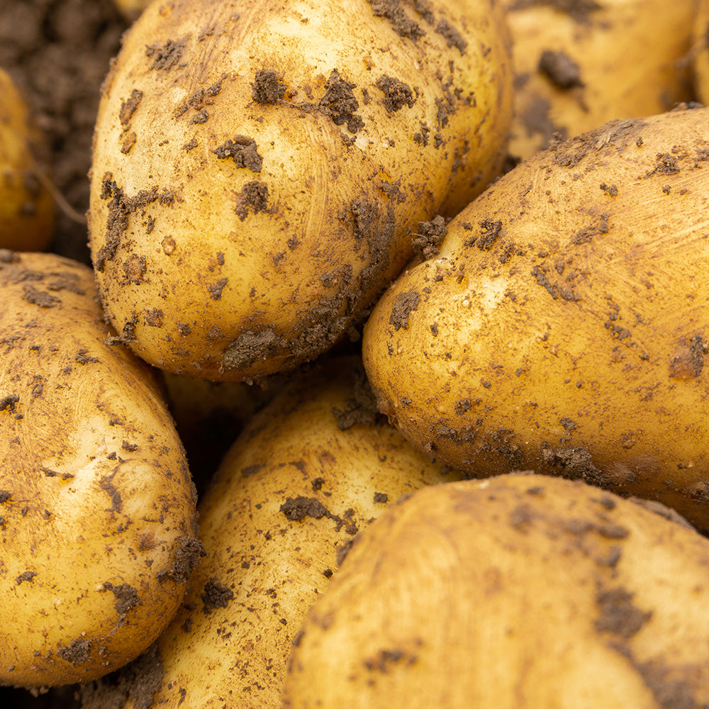 Charlotte Seed Potatoes
