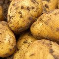 Charlotte Seed Potatoes