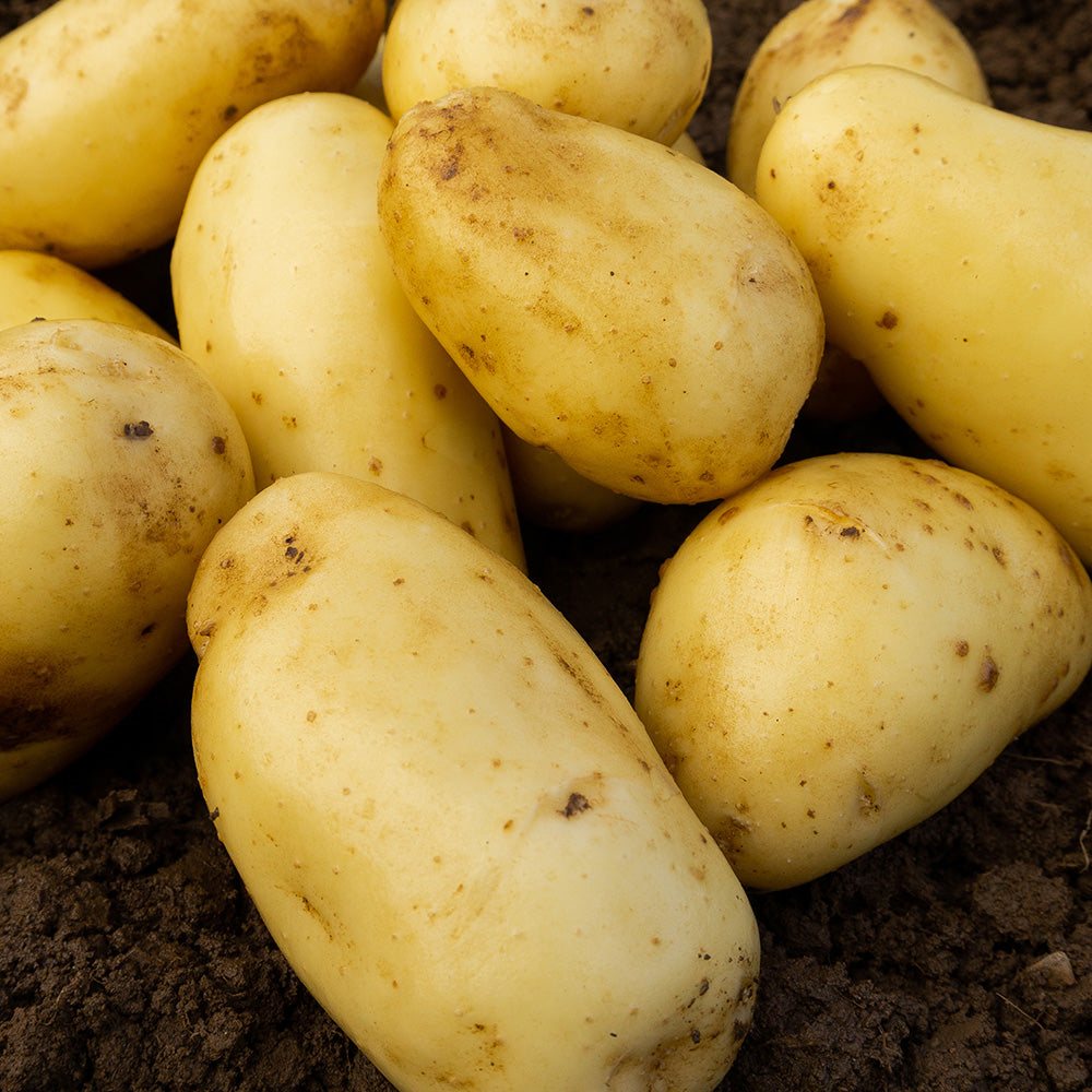 Charlotte Seed Potatoes