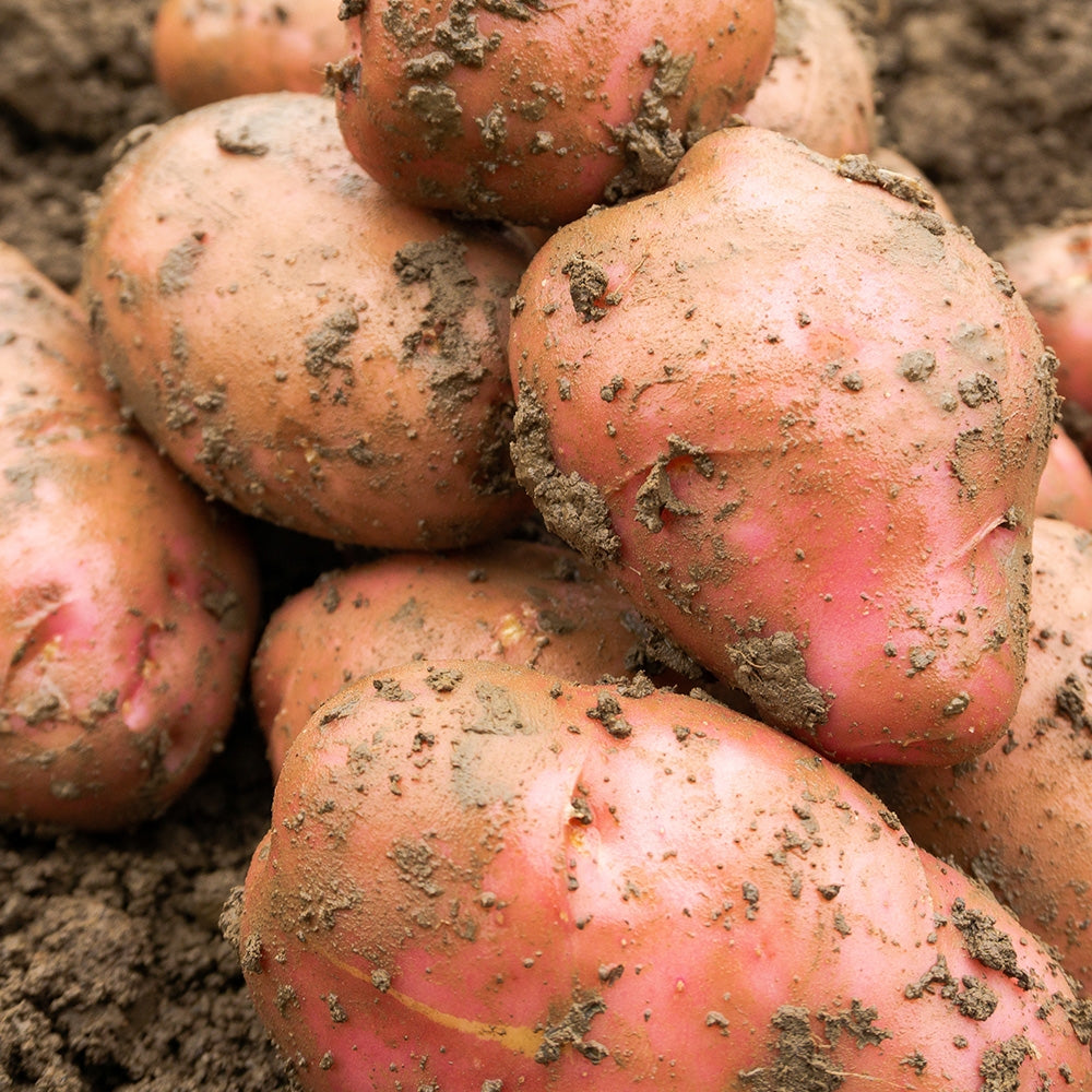 Desiree Seed Potatoes
