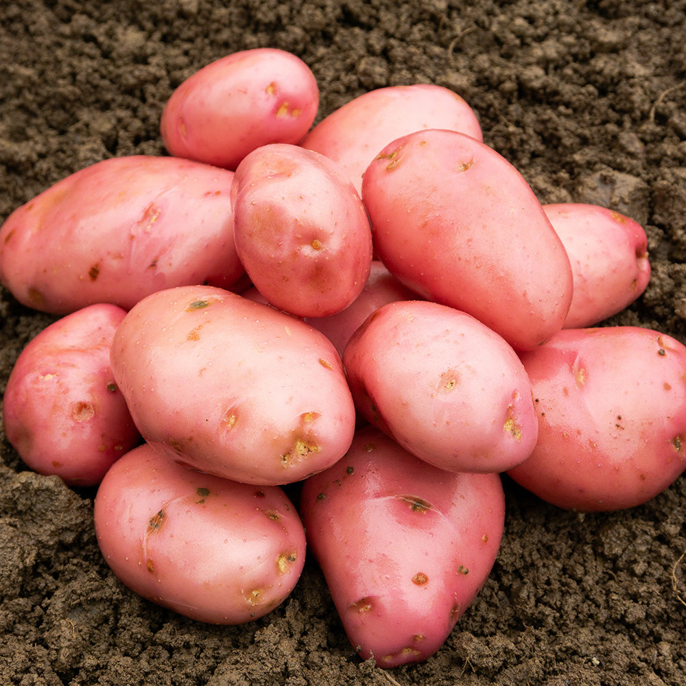 Desiree Seed Potatoes