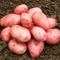 Desiree Seed Potatoes