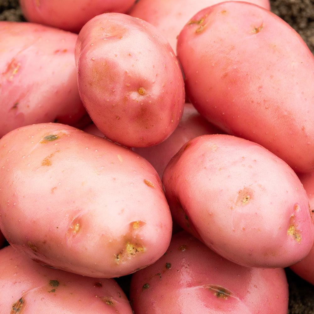Desiree Seed Potatoes