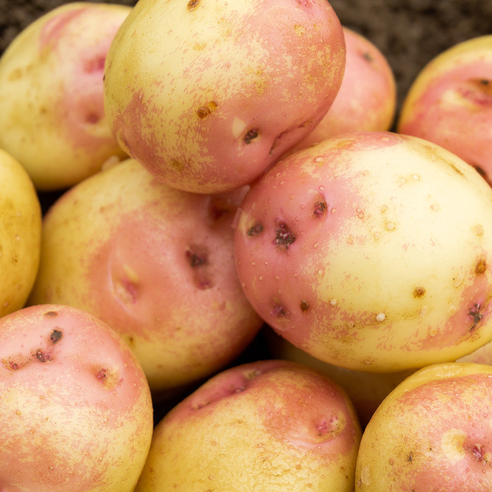 King Edward Seed Potatoes