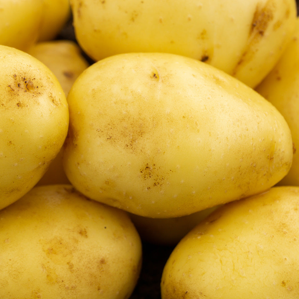 Lady Christl Seed Potatoes