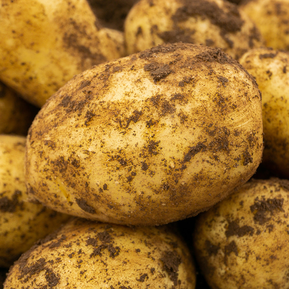 Lady Christl Seed Potatoes