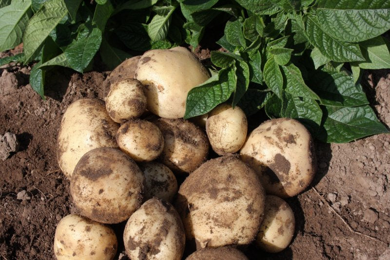 Maris Peer Seed Potatoes
