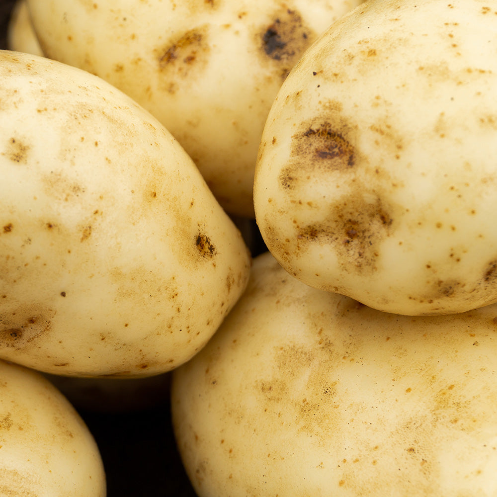 Maris Bard Seed Potatoes