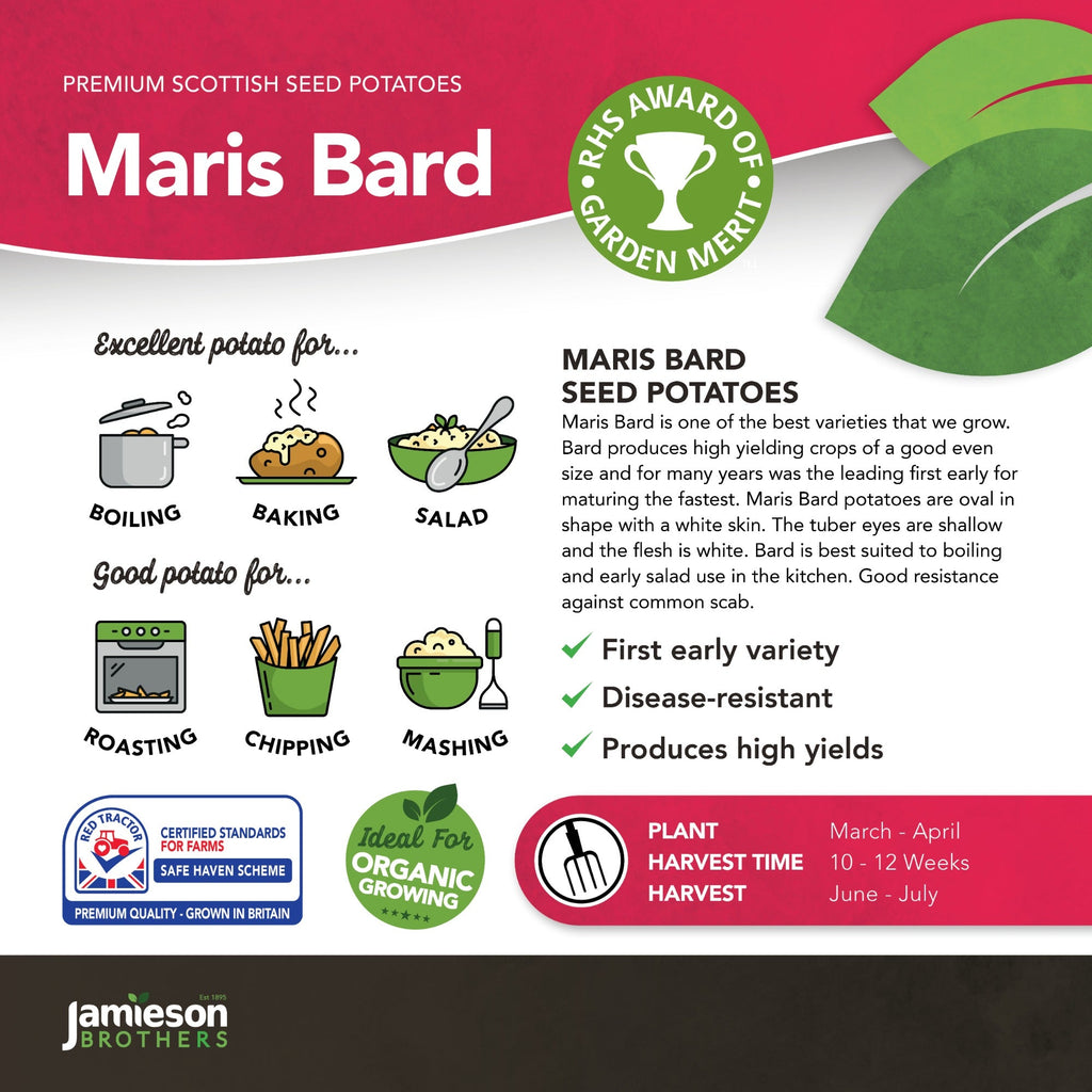 Maris Bard Seed Potatoes