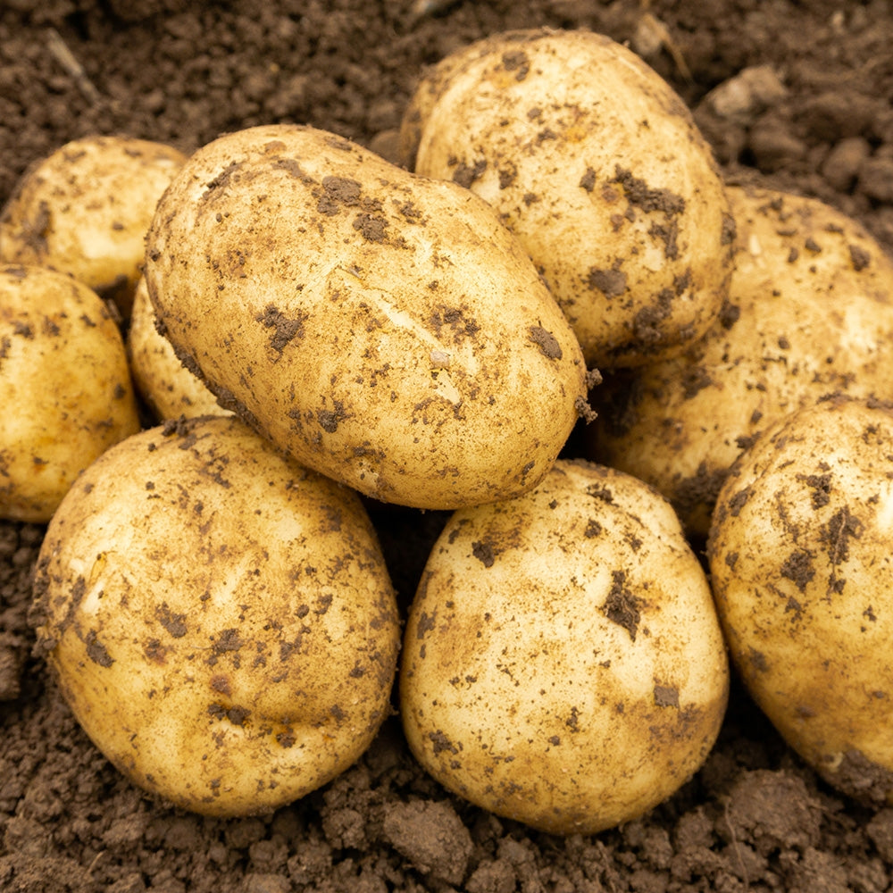 Maris Peer Seed Potatoes
