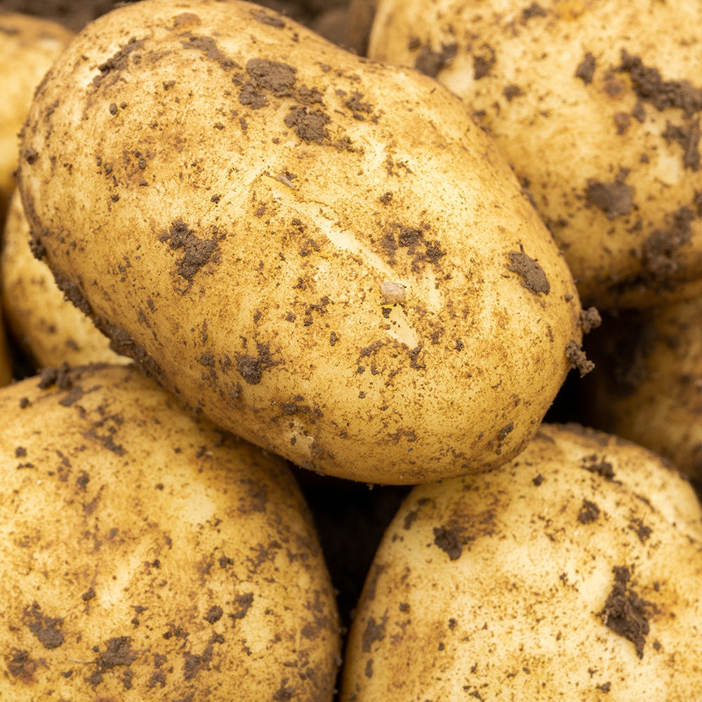 Maris Peer Seed Potatoes