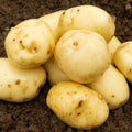 Maris Peer Seed Potatoes