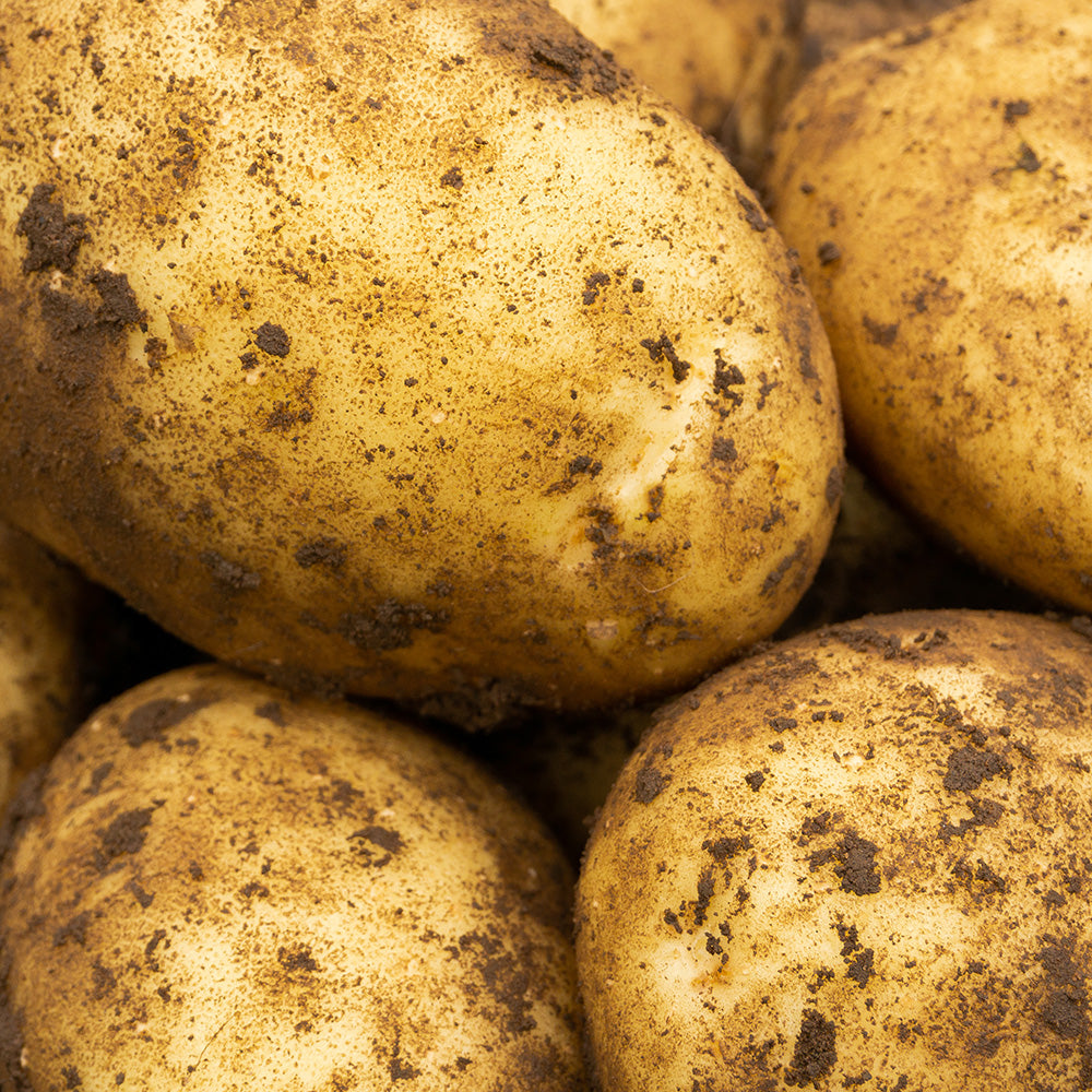 Maris Piper Seed Potatoes