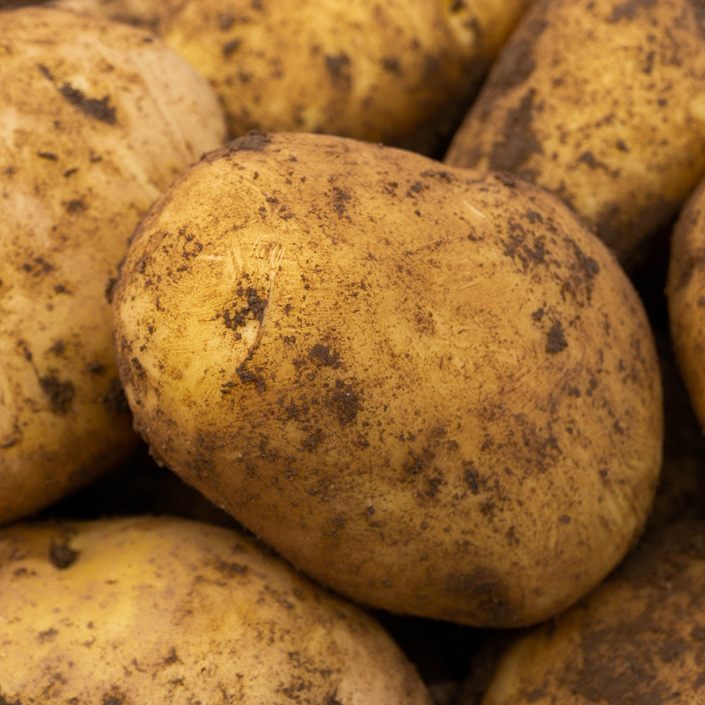 Nicola Seed Potatoes