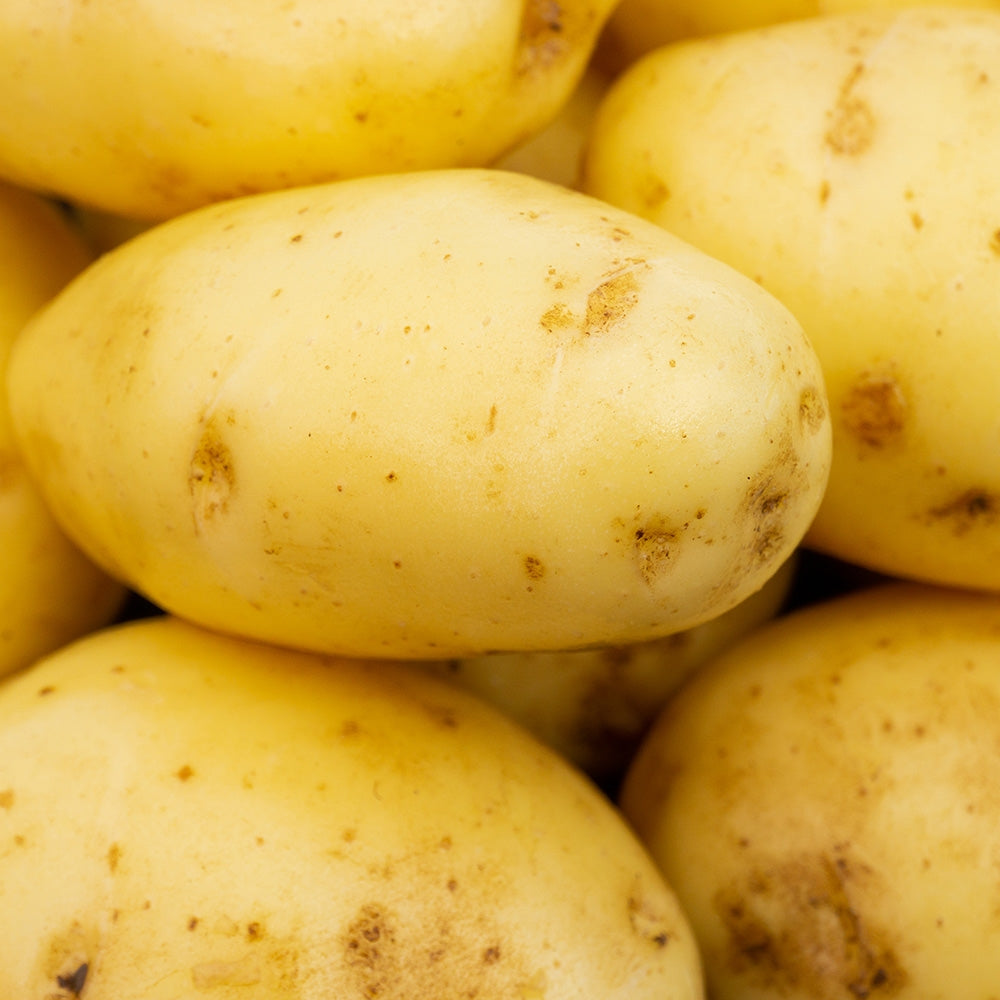 Nicola Seed Potatoes
