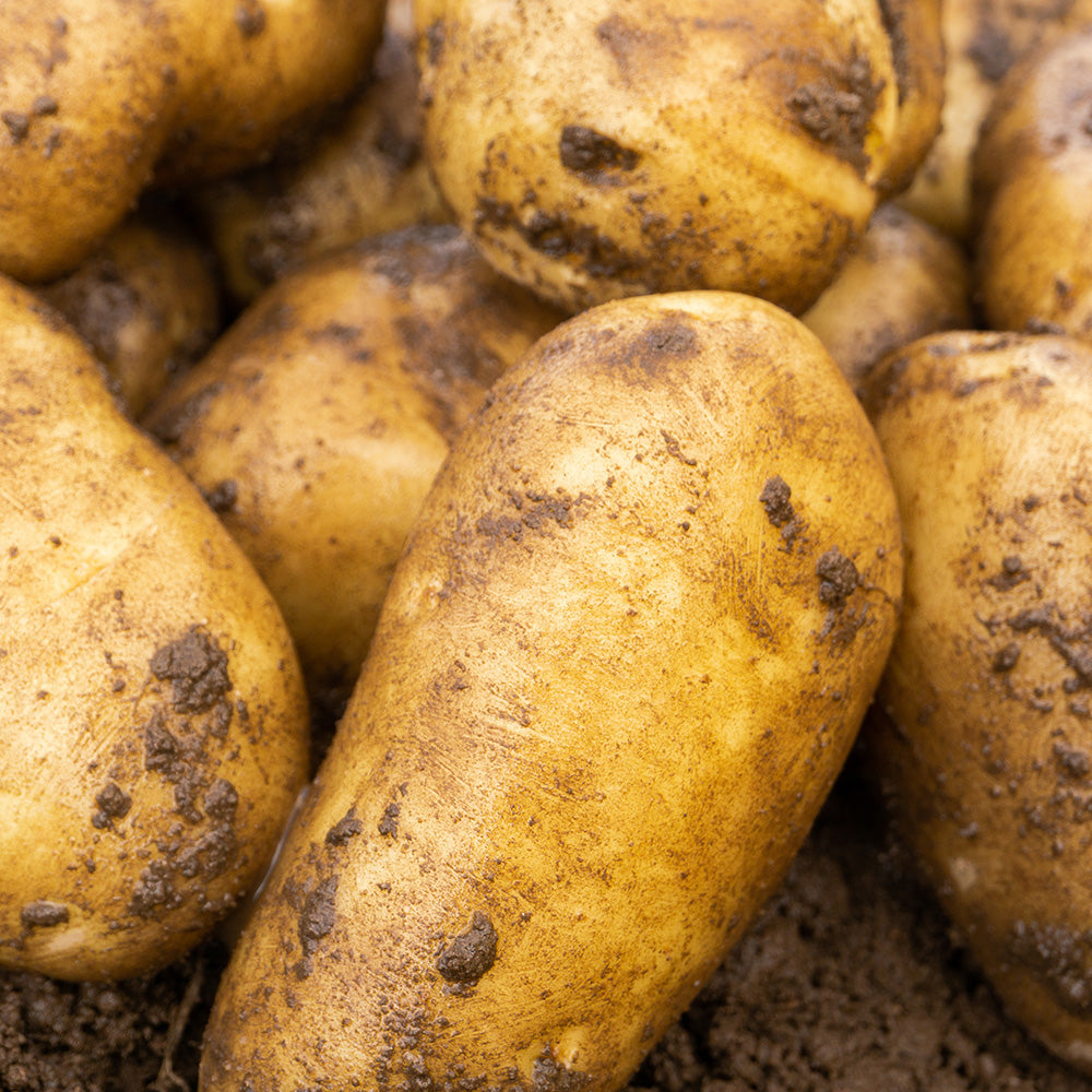 Sharpes Express Seed Potatoes - 10 tuber pack