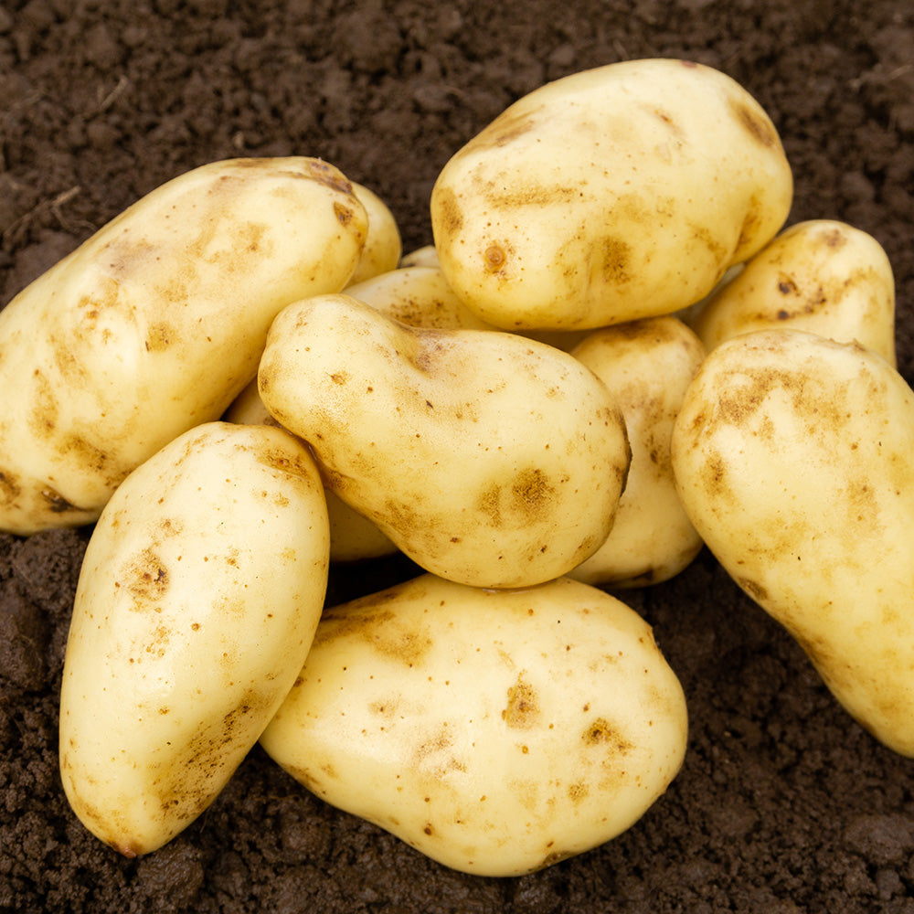 Sharpes Express Seed Potatoes - 10 tuber pack