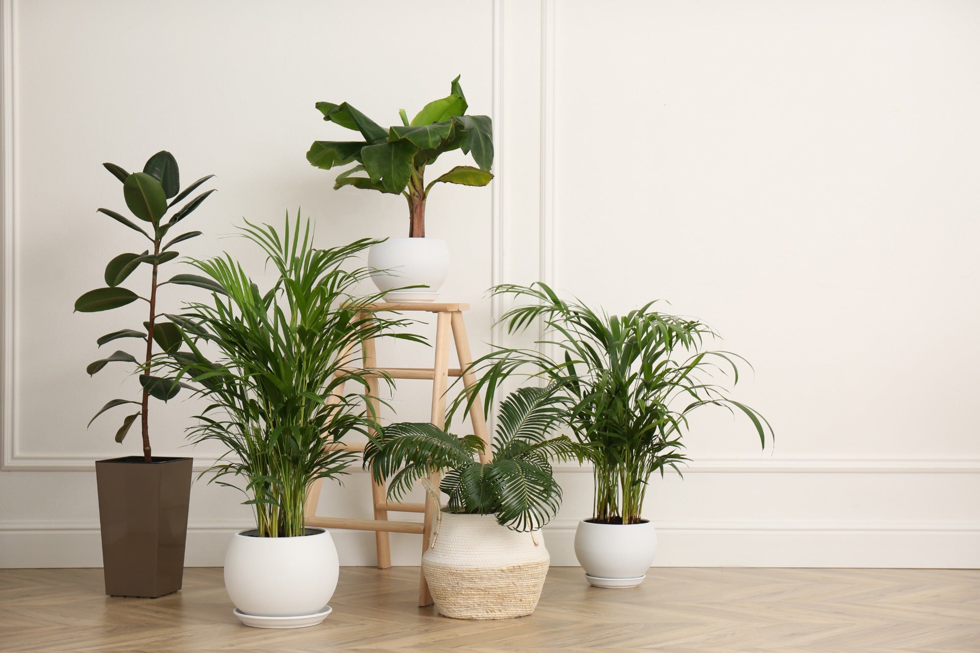 Houseplant Compost 35L - By Jamieson Brothers
