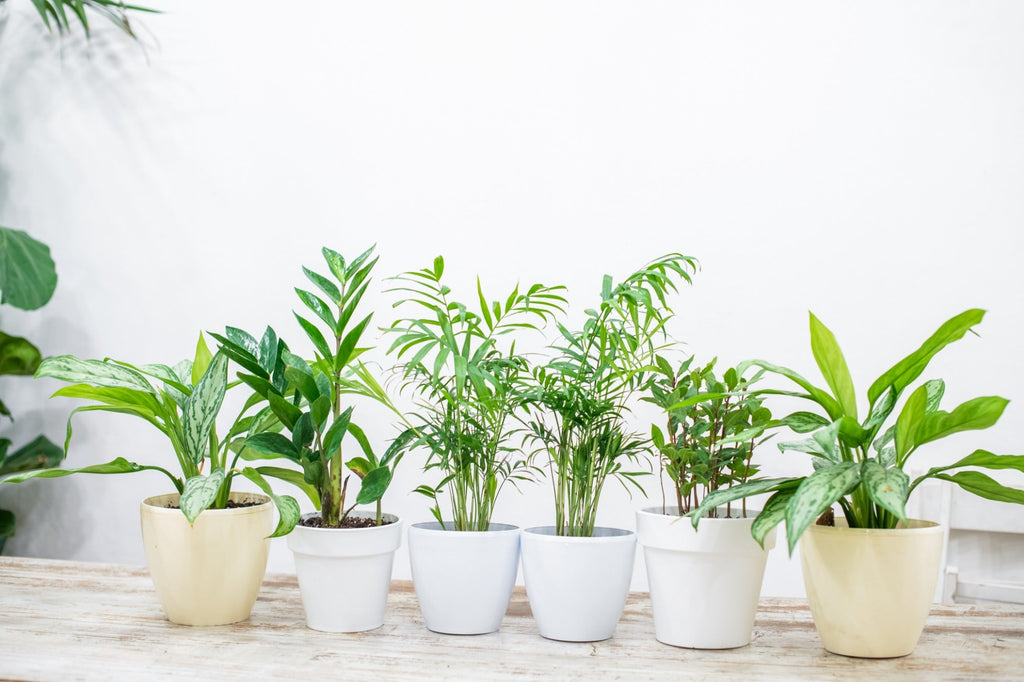 Houseplant Compost 35L - By Jamieson Brothers