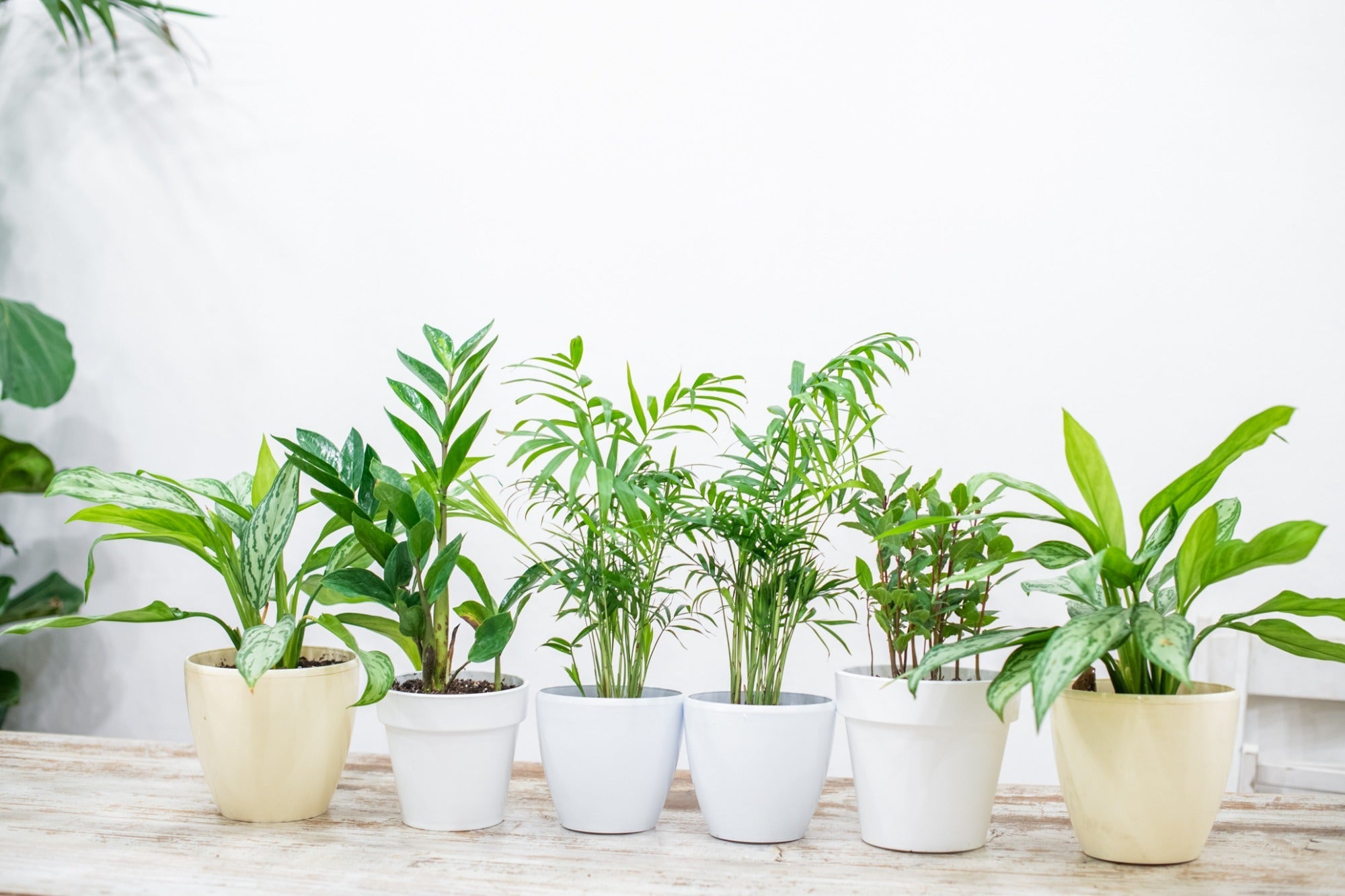 Houseplant Compost 35L - By Jamieson Brothers