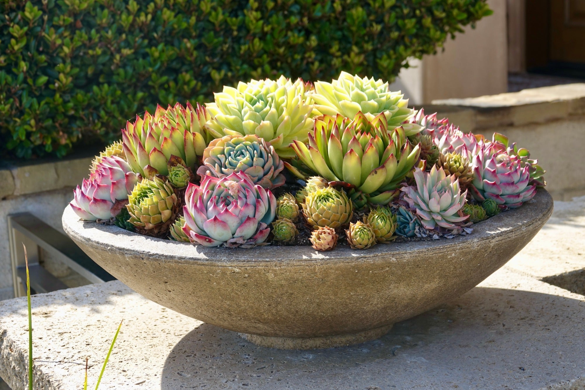 Cacti & Succulent Potting Compost Mix 35L By Jamieson Brothers