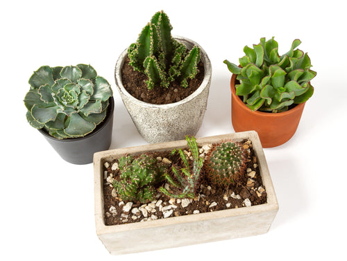Cacti & Succulent Potting Compost Mix 35L By Jamieson Brothers