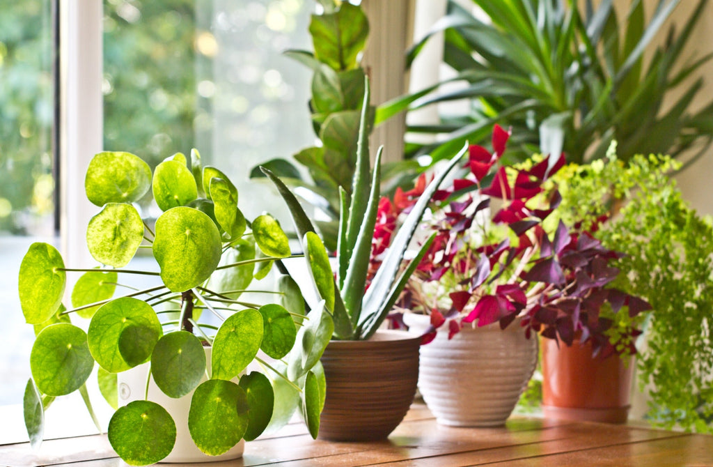 Houseplant Compost 35L - By Jamieson Brothers