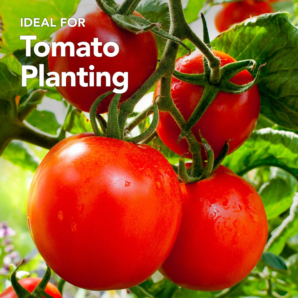 Tomato Compost with added John Innes 60L - 6 months feeding in this professional blend by Jamieson Brothers