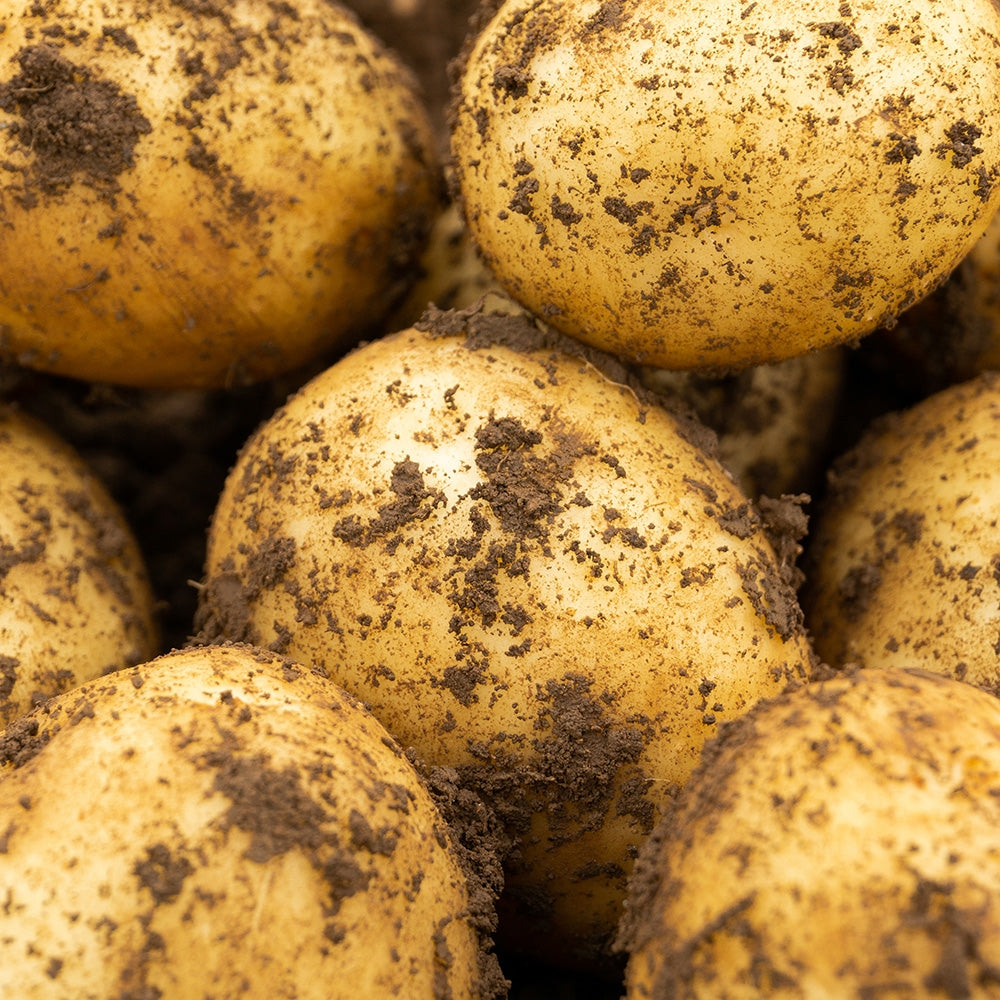 Valor Seed Potatoes