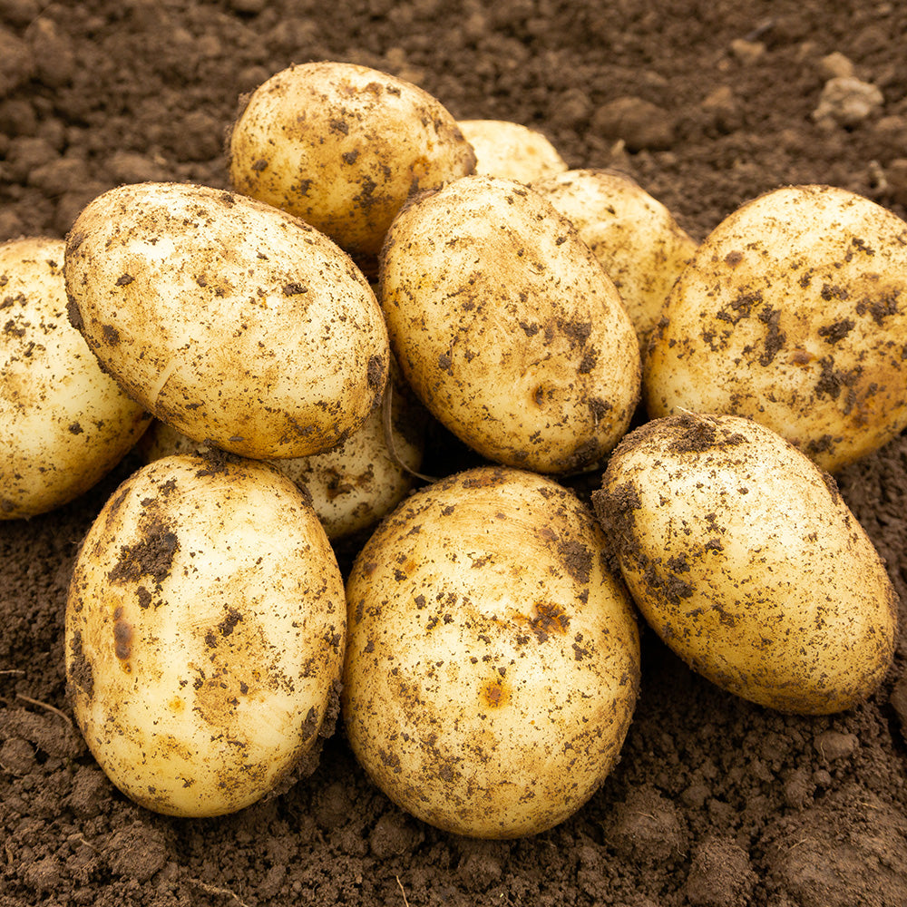 Wilja Seed Potatoes