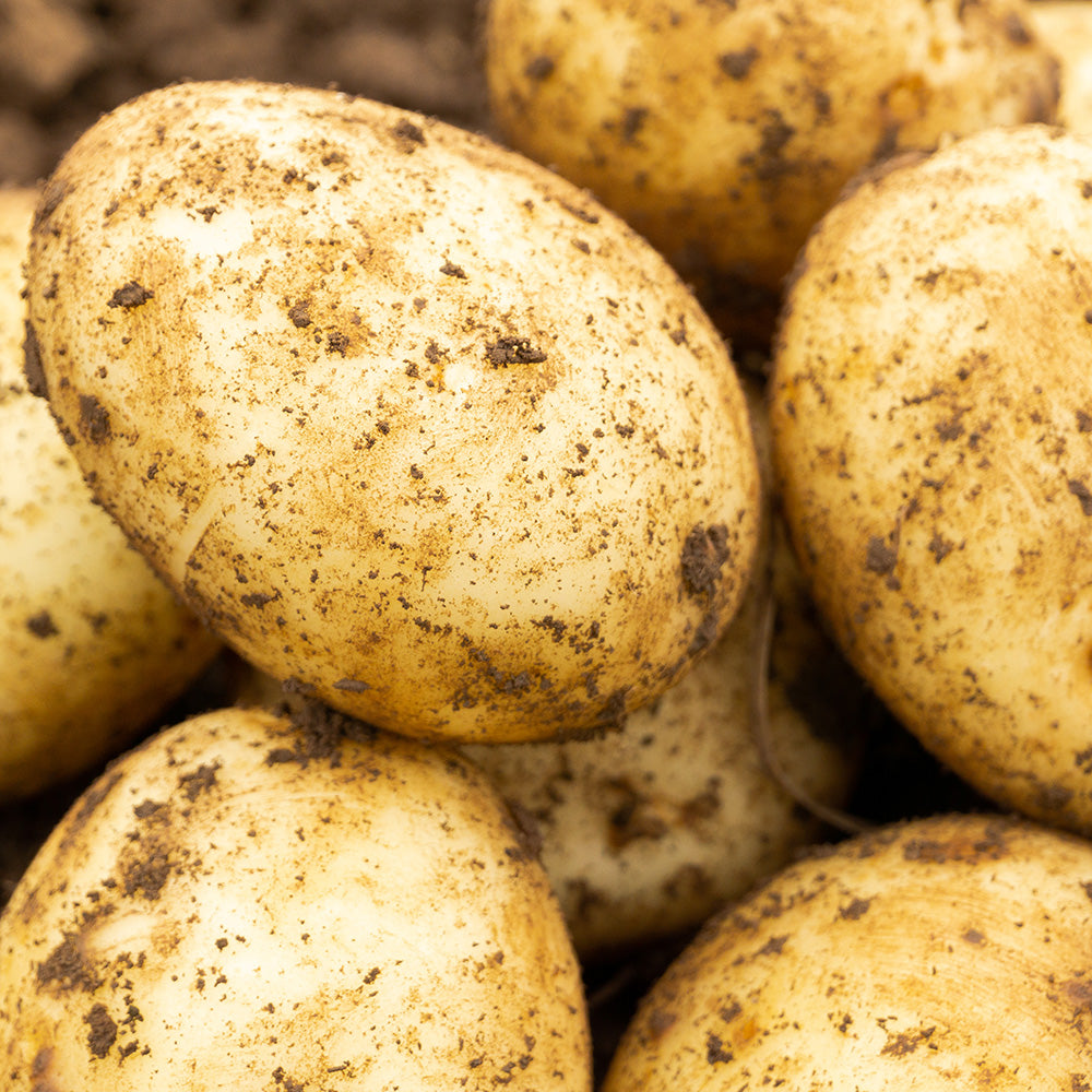 Wilja Seed Potatoes